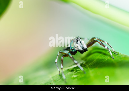 jumping spider in green nature or in the garden Stock Photo