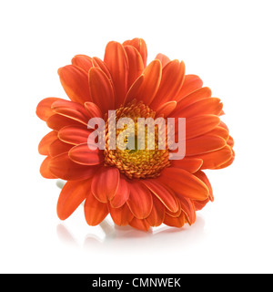 Single orange gerbera daisy flower on white background Stock Photo