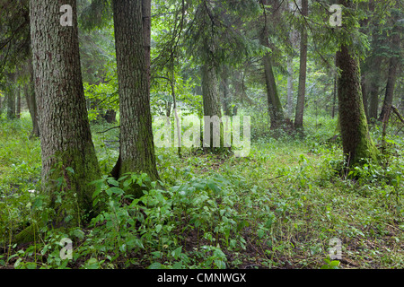 Summertime look of natural riparian stand rain after Stock Photo
