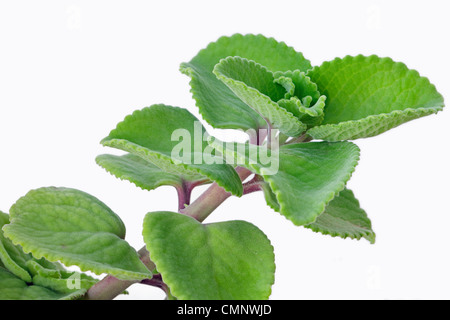 Closeup view of Indian Borage plant stem on white background Stock Photo