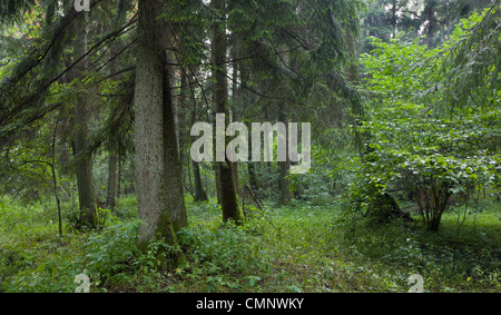 Summertime look of natural riparian stand rain after Stock Photo