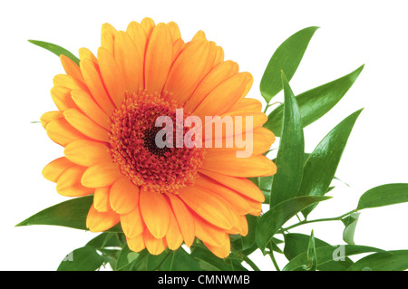 Daisy on white background Stock Photo