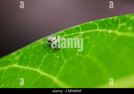 jumping spider in green nature or in the garden Stock Photo