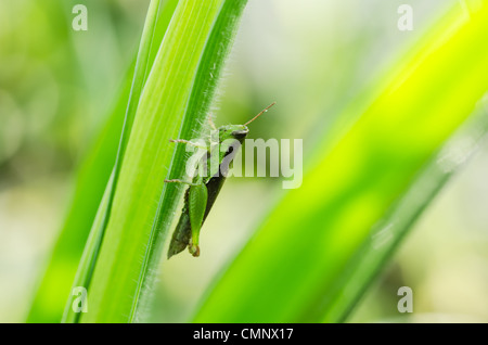 grasshopper in green nature or in the garden Stock Photo