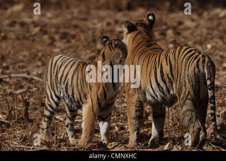 A tiger cub hugging its mother with all the love and affection. Captured  by: @swethakumar.rangaraobobbili #tiger #cub #stripes…