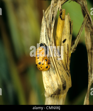 Seven spot ladybird (Coccinella septempuctata) pupa on sweet corn stalk Stock Photo