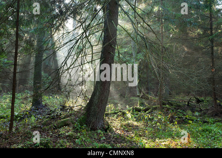 Misty autumnal coniferous stand in morning with sunbeams entering Stock Photo