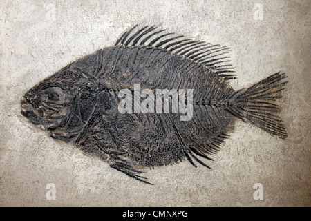 Fossil Fish Priscara peali Stock Photo
