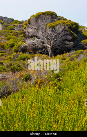 Wind Swept Tree. Melaleuca lanceolata Stock Photo