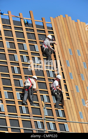Construction workers / steeplejacks / roofers protected by safety harnesses, hard hats and ropes attaching wooden planks on roof Stock Photo