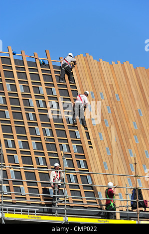 Construction workers / steeplejacks / roofers protected by safety harnesses, hard hats and ropes attaching wooden planks on roof Stock Photo