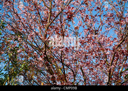cherry blossom, Almeda Gardens, Rock of Gibraltar, Stock Photo