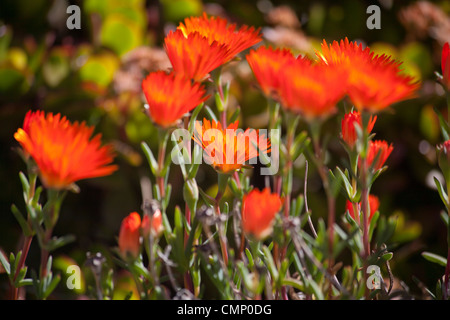 flowers, Almeda Gardens,Rock of Gibraltar Stock Photo