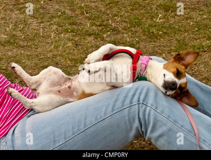 A Jack Russell lying on his owner's legs. Stock Photo