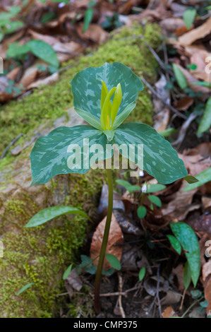 Sweet Betsy Trillium, Large Toadshade, Whip-poor-will Flower, Trillium Cuneatum, wildflower Stock Photo