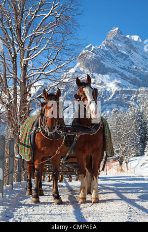 Winter in swiss alps (pair of horses in a small village) Stock Photo