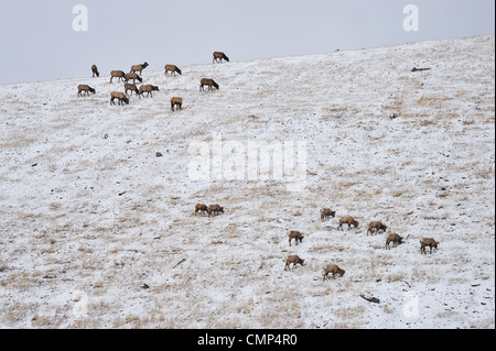A herd of elk feeding along a hillside with a herd of bighorn sheep feeding on the same hill. Stock Photo