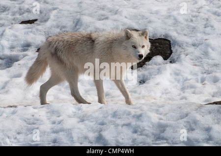 A curious Arctic Wolf. Stock Photo