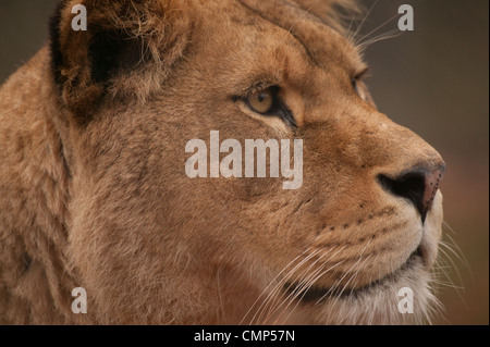 Lion (Panthera leo) Close up head shot of a Lioness Stock Photo