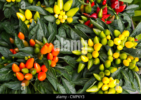 A group of colorful ornamental decorative peppers Stock Photo