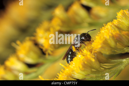 A small carpenter bee (Ceratina sp.) collecting pollen. Stock Photo