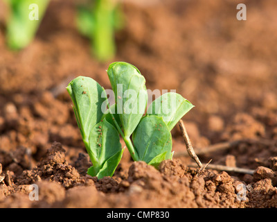 young plants of green peas Stock Photo