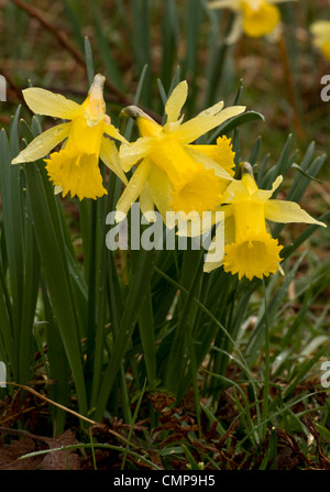 Wild Daffodils in the Teign valley, above Steps Bridge; Dartmoor, Devon Stock Photo