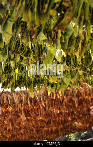 Tobacco leaves hanging for drying Stock Photo