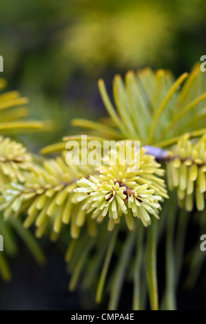 abies nordmanniana  golden spreader closeup yellow green foliage leaves needles plant portraits conifers evergreens shrubs conif Stock Photo
