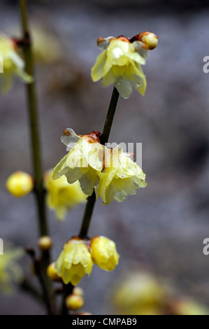 Chimonanthus praecox var luteus syn concolor translucent yellow flowers blooms blossoms fragrant winter spring scent scented Stock Photo