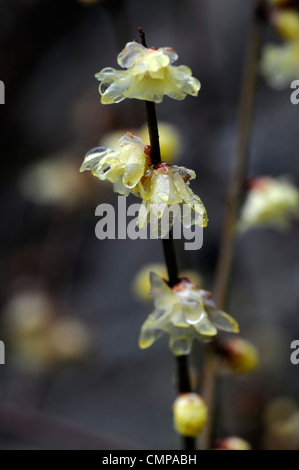 Chimonanthus praecox var luteus syn concolor translucent yellow flowers blooms blossoms fragrant winter spring scent scented Stock Photo