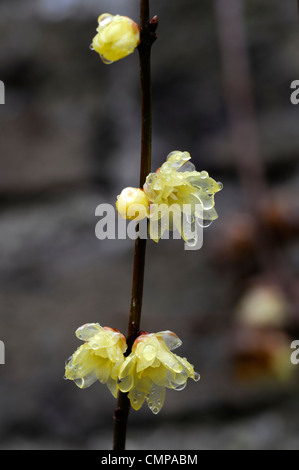 Chimonanthus praecox var luteus syn concolor translucent yellow flowers blooms blossoms fragrant winter spring scent scented Stock Photo