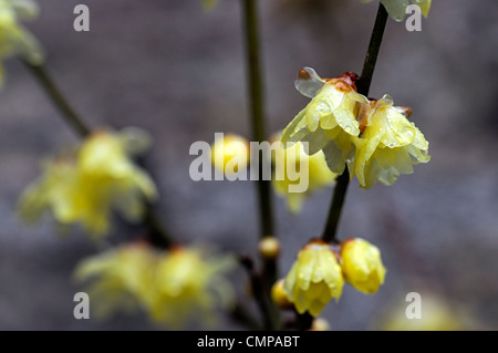 Chimonanthus praecox var luteus syn concolor translucent yellow flowers blooms blossoms fragrant winter spring scent scented Stock Photo