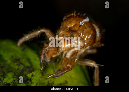 Discarded skin (after moulting) of the New Zealand chorus cicada (Amphipsalta zelandica) Stock Photo