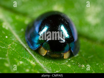 Steel blue ladybird (Halmus chalybeus), introduced to New Zealand from ...