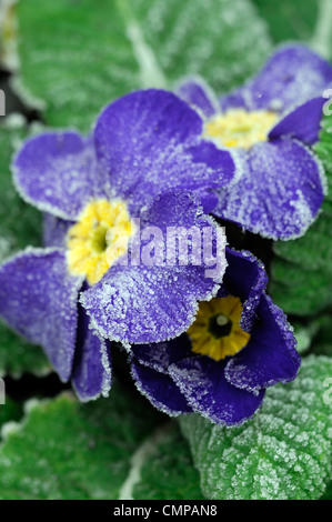 primula crescendo blue polyanthus group frost cover covered blue flowers flowering blooms blossoms yellow eye bedding annuals Stock Photo