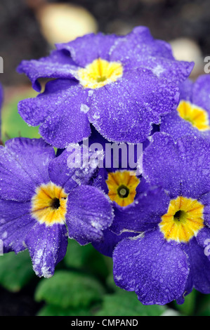 primula crescendo blue polyanthus group frost cover covered blue flowers flowering blooms blossoms yellow eye bedding annuals Stock Photo