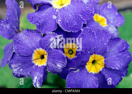 primula crescendo blue polyanthus group frost cover covered blue flowers flowering blooms blossoms yellow eye bedding annuals Stock Photo