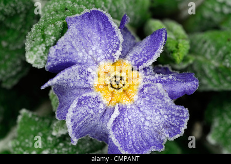 primula crescendo blue polyanthus group frost cover covered blue flowers flowering blooms blossoms yellow eye bedding annuals Stock Photo