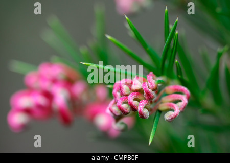 Grevillea Banksii Canberra Gem syn synonym pink flower bloom blossom Spider flower Grevillea rosmarinifolia bushy rounded evergr Stock Photo