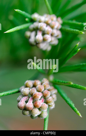 Grevillea Banksii Canberra Gem syn synonym pink flower bloom blossom Spider flower Grevillea rosmarinifolia bushy rounded evergr Stock Photo