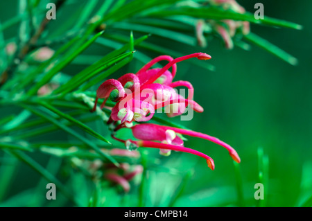 Grevillea Banksii Canberra Gem syn synonym pink flower bloom blossom Spider flower Grevillea rosmarinifolia bushy rounded evergr Stock Photo