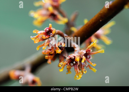 hamamelis vernalis spring winter closeup yellow trees flowers blooms blossoms witch hazel shrubs deciduous Stock Photo