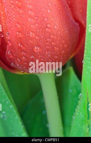 Closeup of red tulip in spring with dew