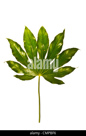 Green leaf isolated on white Stock Photo