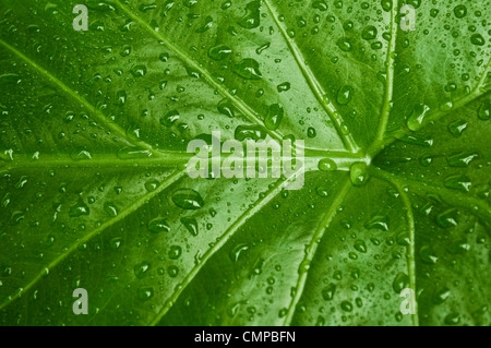 Green leaf with water drops Stock Photo
