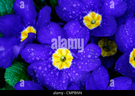 primula crescendo blue polyanthus group closeups close ups blue flowers flowering blooms blossoms yellow eye bedding annuals spr Stock Photo