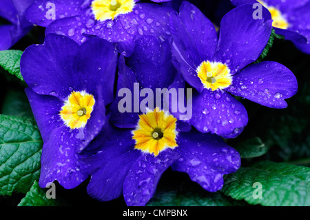 primula crescendo blue polyanthus group closeups close ups blue flowers flowering blooms blossoms yellow eye bedding annuals spr Stock Photo