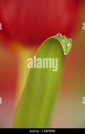 Soft focus closeup of red tulip in spring with dew drops