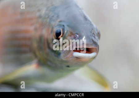 Arctic grayling or trout close immediately after it caught in the river Stock Photo